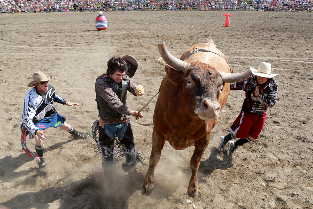 Chance Shrader winces as he is bucked off a bull on July 4, 2013 at the Sedro-Woolley Rodeo. Despite the violent nature of bull riding, Shrader says he has no fear of the sport. Brooke Warren / Skagit Valley Herald